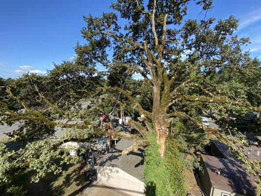 Hazardous tree removal