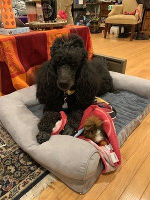 Guinea pig, Tweak, and his caretaker, Hope