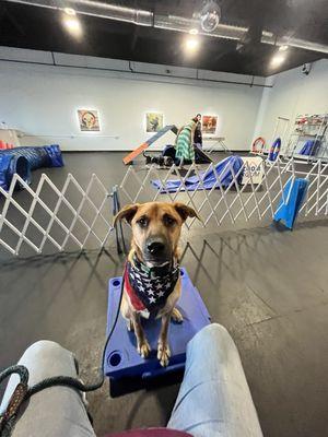 Dog doing command  "table" in front of agility equipment