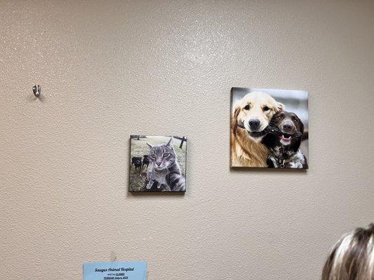 Picture of cat taking a selfie with dogs lol