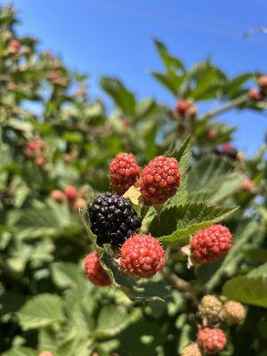 Sun's Strawberries