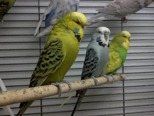 English Budgies occasionally available