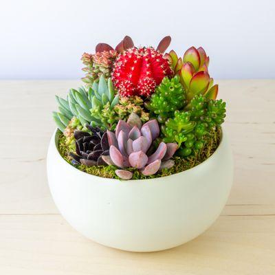 Succulent arrangement styled to bring vibrance to any space, perfect as decor and a unique gift. Offering delivery in LA and store pickup.