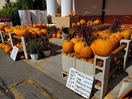 Pumpkins