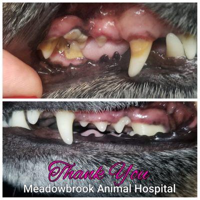 BROWNIE'S DENTAL PROCEDURE LEFT HER TEETH CLEAN & GUMS REALLY HEALTHY