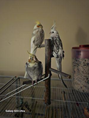 Coconut, Sully and Raven.