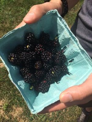 fresh blackberries