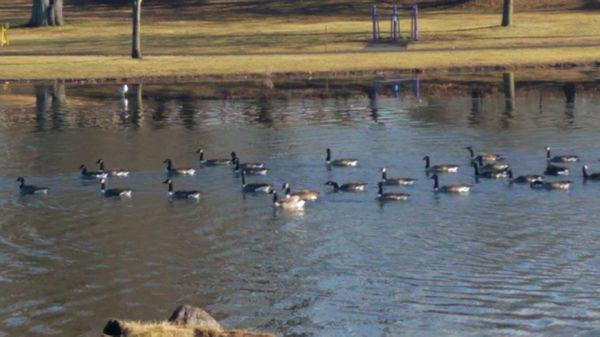 A gaggle of geese