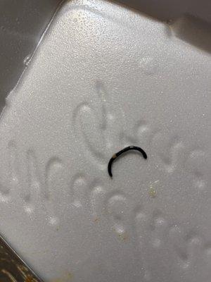 WORM IN FOOD. I took several bites before finding this. Absolutely sickening.