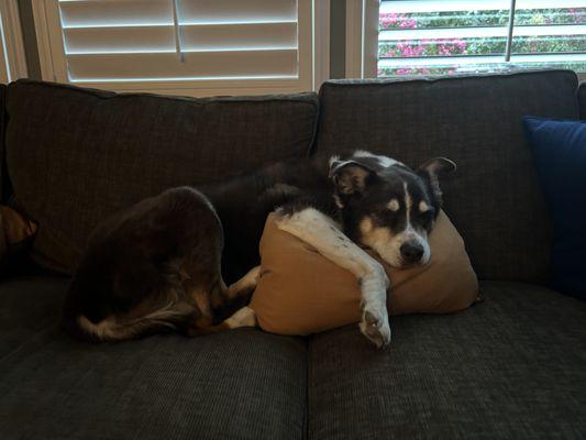 My lazy bones girl after a long hike and vet visit!