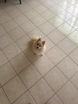 Rocket, our Pomeranian