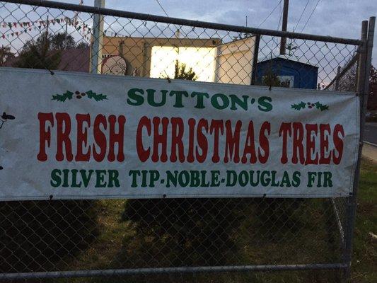 Year 3 for Silver Tip Xmas trees. Sunset near S.Whitney! Family owned & operated biz!  I can't say enough about how great they are!