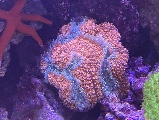 Lobophyllia for sale