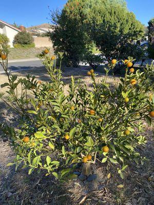 Kumquat tree