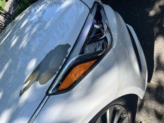 The paint is just falling off the hood.  Notice how the fender is pristine.  The only damage on the car is Hyundai's defective paint.