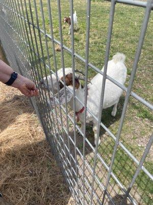 Cute goats