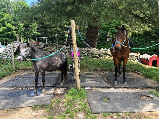 well loved horses and ponies