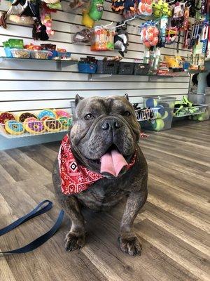 Rocky, Happy after his bath!