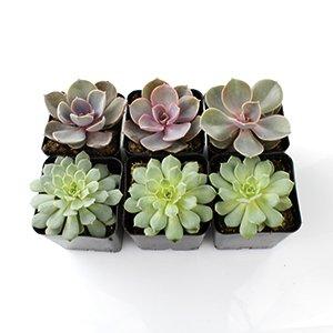 We sell healthy, happy succulents in bulk!