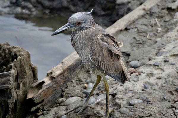 VERY CUTE...Juvenile Yellow-crowned Night Heron. Great pic by my talented wife with her Nikon D610 DSLR.