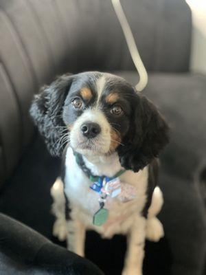 Banner with a Fresh haircut from Old Town Pet Grooming