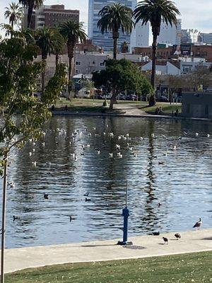 Well hello there birds.  Swimming in Winter time, are we?  Nice to see ya'll!!!!