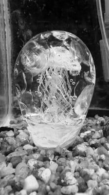 Jellyfish glass art, black and white filter.