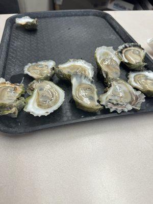 Oysters