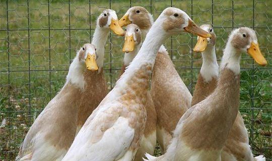 my Indian runner ducks bought from Hap @ Camarillo Feed Store! These guys lay more eggs than chickens!