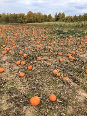 Upick pumpkins