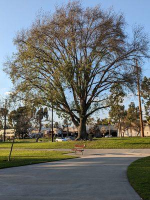 Huge tree