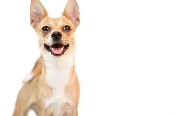 Bring your energetic dog to our doggie daycare in Marietta, GA