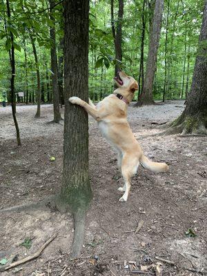 This sweet female spent her entire time staring down a squirrel in the tree.