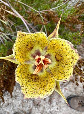 Weeds Mariposa Lily