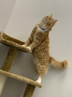 Our cat only  exam room incorporates a cat tree. Ari seems to think it's a good idea!