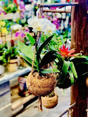 Gorgeous hanging Orchids in coconuts OuiOui.