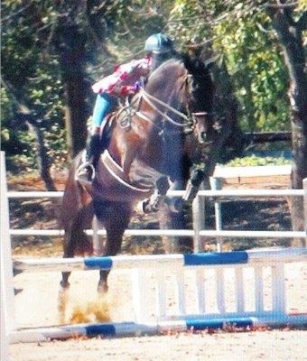 FOR SALE: Black Appendix gelding, 16h, Jumps 3'+Has show miles and trail. Intermediate rider. Sound.