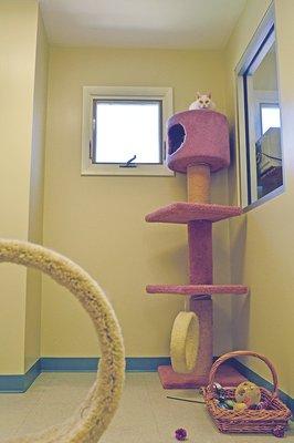 Arnold Pet Station Cat Boarding