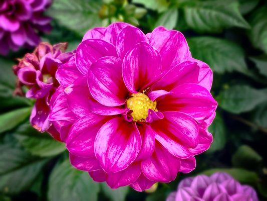 Flowers outside