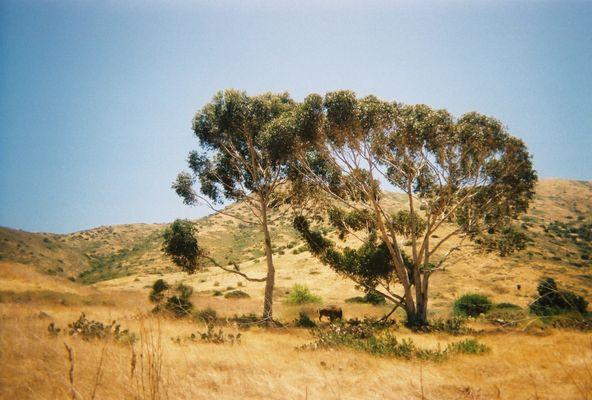 Buffalo on Catalina (35mm film)