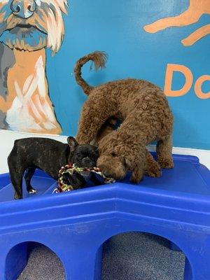 Lots of toys, and gym equipment for them to play on.