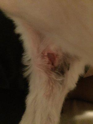 Armpit of my dog. Tiny 11 lbs shih tzu so you can only imagine how large of a gash this is for her.