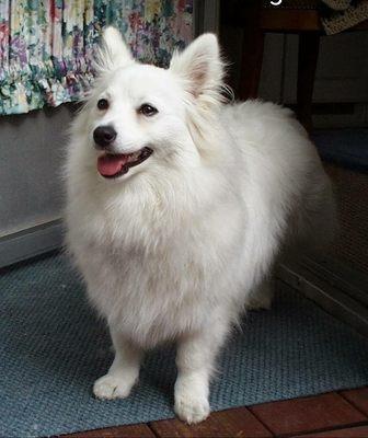 Maggie Mae, mini American Eskimo.