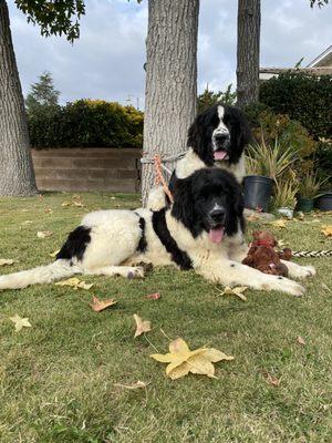 Jes-Sea and Rupert love the food we get from Pet Supply.   Thank you for being there for them.