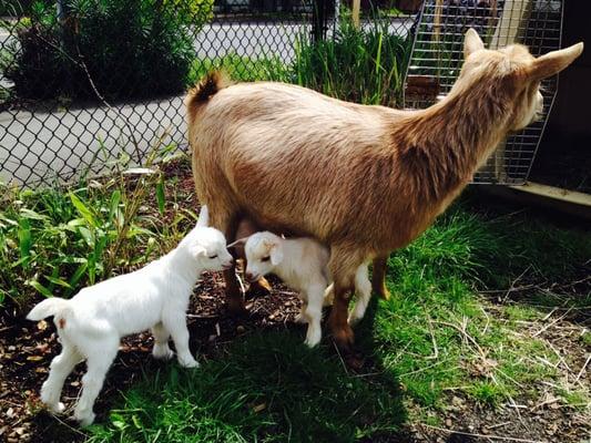 The baby goats from JK Goats herd, who often visit the market!