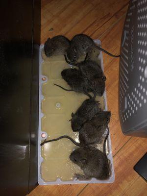 multiple catch on glue boards for mice trapping