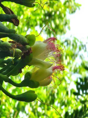 Key West Tropical Forest & Botanical Garden