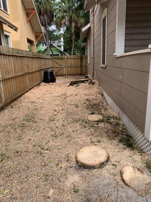 The large oak and several palms cut before grinding