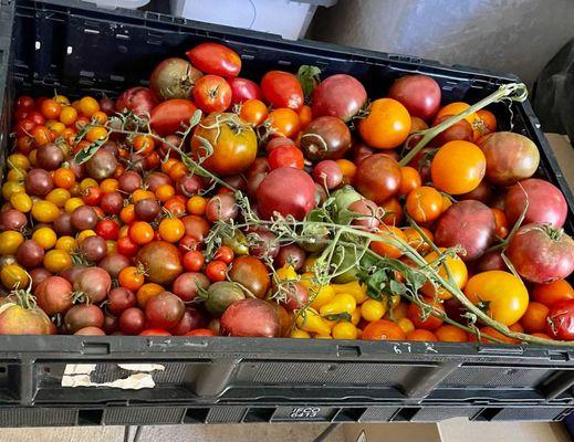 Laurel's Heirloom Tomato Plants