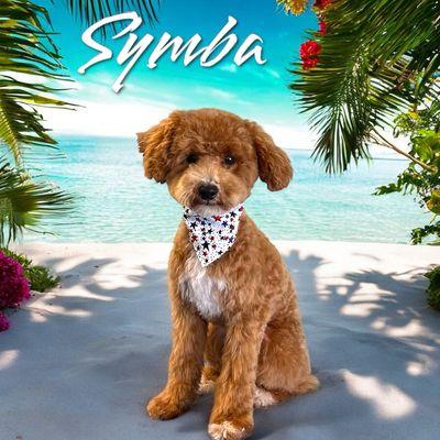 Symba- Toy Poodle Haircut